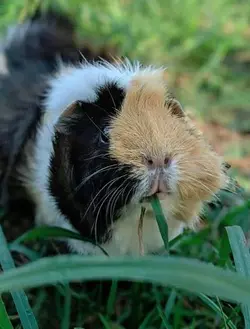 Piggy 3.webp Piggy 3.webp