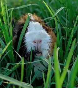 Piggy 5.webp Piggy 5.webp