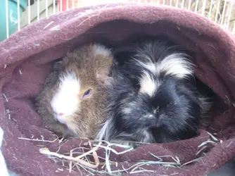 Snuggly Dennis & Betsy.webp