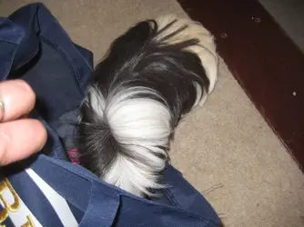 Piggy napping 1.webp Piggy napping 1.webp