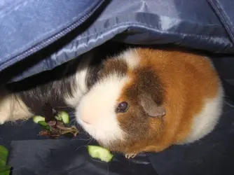 Piggy Napping 5.webp Piggy Napping 5.webp