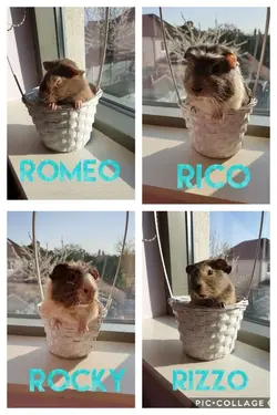 Collage 2019-04-10 18_19_36.webp