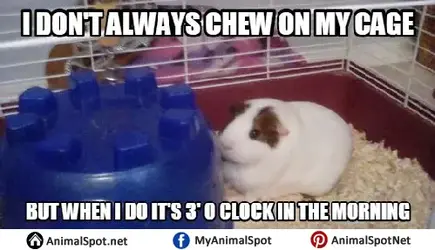 Guinea-Pig-Meme.webp