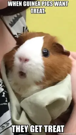 when-guinea-pigs-want-treat-they-get-treat.webp