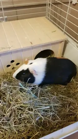 E04FF274-4007-4F19-BB11-B60C18EFA3C7.webp
