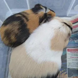 IMG-20190429-WA0003.webp