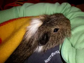 Snuggles.webp