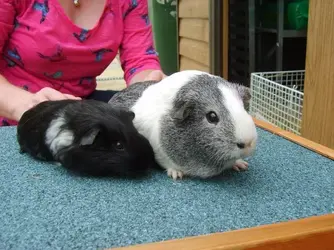 Tilly & Saffy.webp