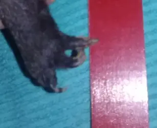 Bad Foot Top.webp