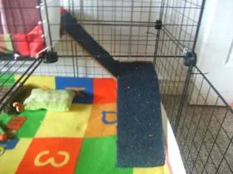 Guinea Pig Stuiff (2).webp