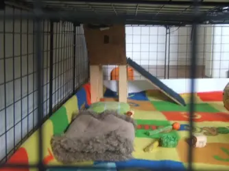 Guinea Pig Stuiff (4).webp