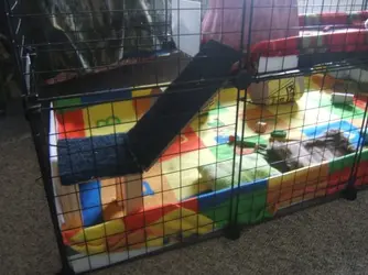 Guinea Pig Stuiff (10).webp
