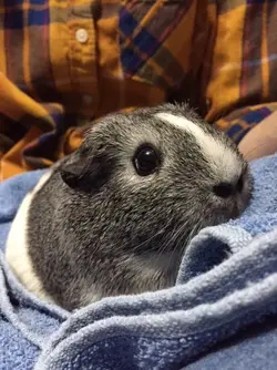 Penny lap time.webp