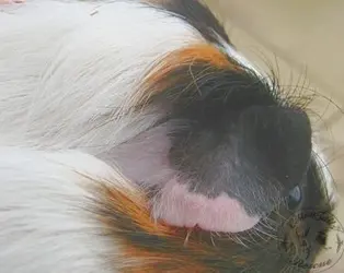 guinea-pig-care-article-photo-9.webp