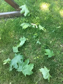 Maple Leaves The Guinea Pig Forum