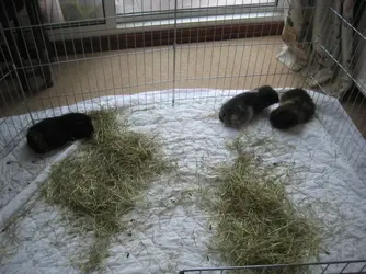 Sleepy Piggies 3.webp Sleepy Piggies 3.webp