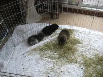Calm piggies.webp