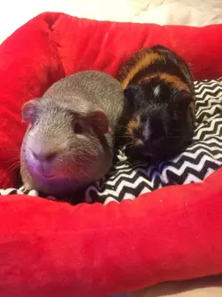 8B0034CD-262E-4DF1-8B18-B8A313C92962.webp