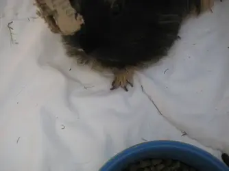 Betsy front feeties.JPG