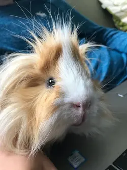 tufty.webp