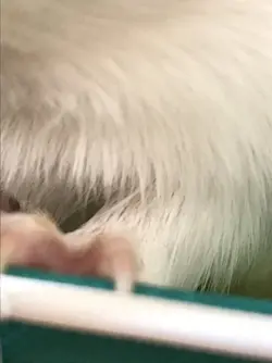 117173