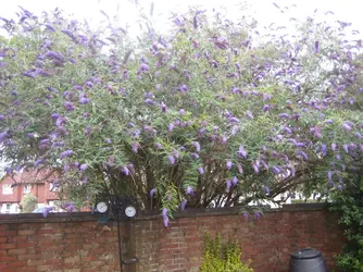 Buddleia.webp