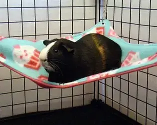 hammock2.jpg