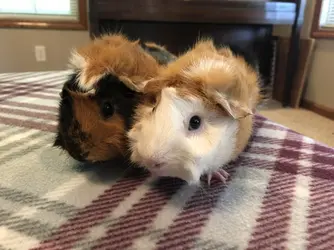 Pigture 1.webp