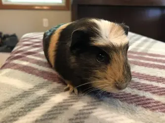Pigture 3.webp
