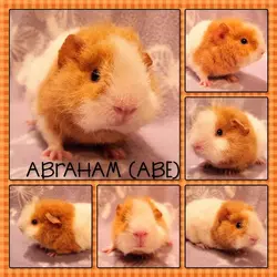 abe1.webp abe1.webp