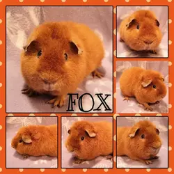 Fox.webp Fox.webp