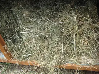 Too much hay 5.JPG