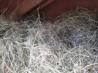 Too much hay 6.JPG