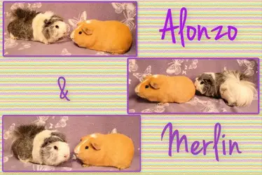 alonzo&merlin1.webp