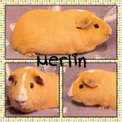 merlin1.webp