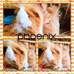 phoenix.webp