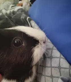 snoopyeye.webp