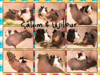 Salem&Wilbur1.webp Salem&Wilbur1.webp