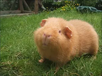 cffd4f0c44f464070ff141e25b8c891d--cute-baby-animals-guinea-pigs.webp