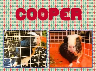 cooper1.webp