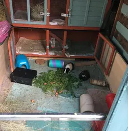 guinea pig hutch .jpeg