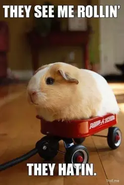 funny-guinea-pig-wagon.webp