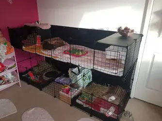 Guinea pigs in bedroom The Guinea Pig Forum