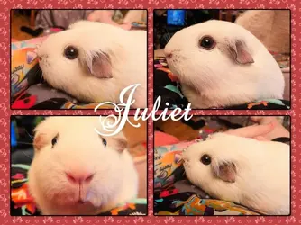 juliet1.webp juliet1.webp