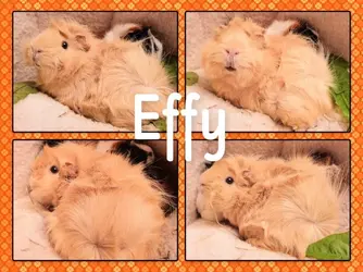 effy1.webp effy1.webp