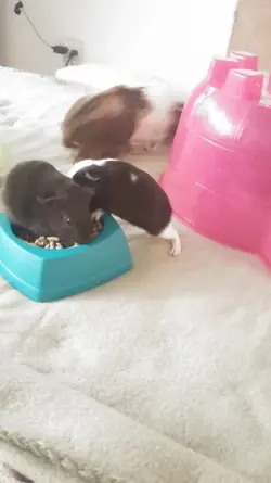 hungrybabies.webp