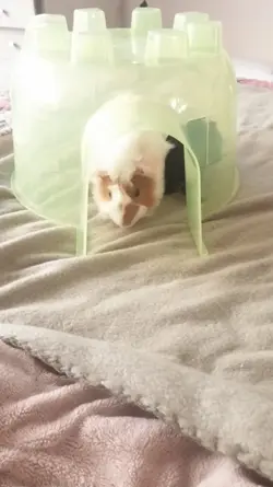 lilacigloo.webp