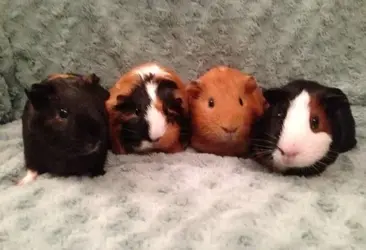 piggies.webp piggies.webp