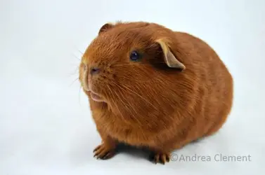 Bertie BooBoo.webp