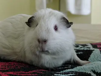 My Guinea Pigs (85).webp